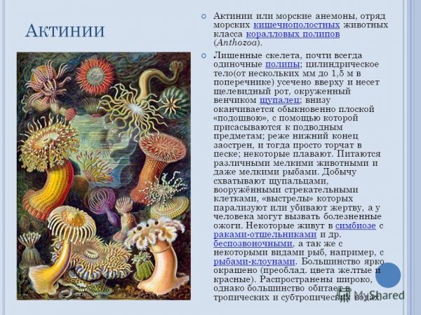 Актинии