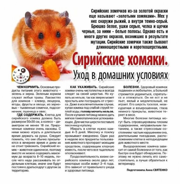 Сирийские хомяки