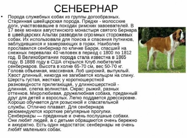 Сенбернар