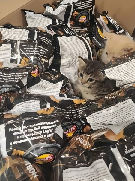Коты в чипсах