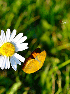 file_51663507