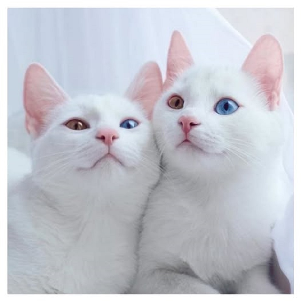 КОШКИ