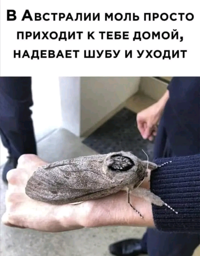 file_103452264