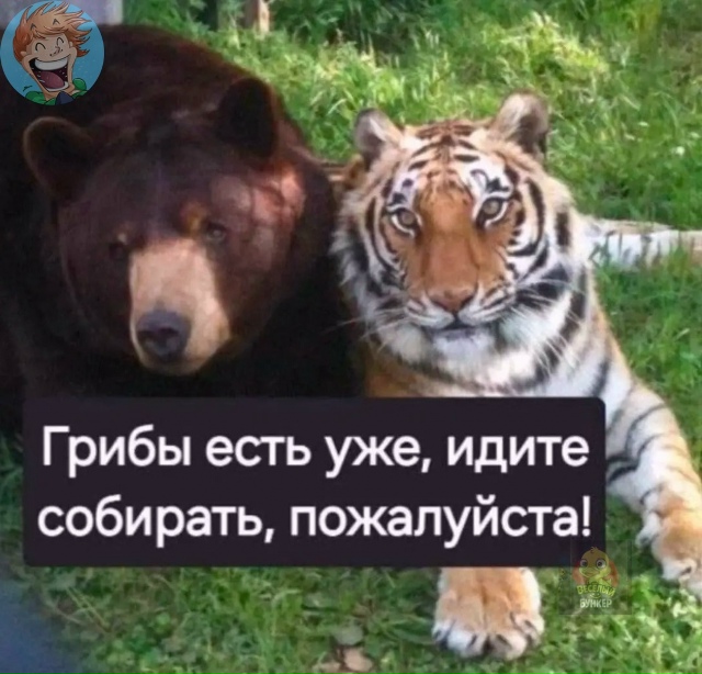 picture_419293911
