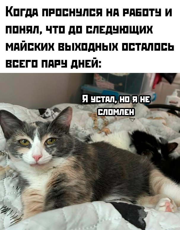 C14dc4adde memy-novye-svezhie-smeshnye-3