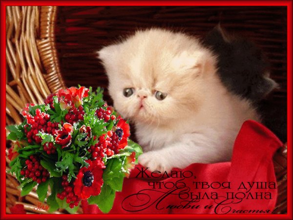котик с букетом