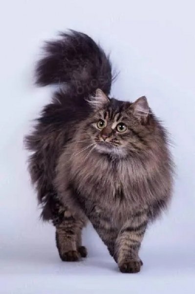 Сибирская кошка