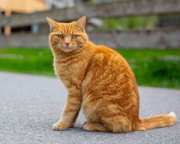 Рыжий кот