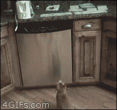 Кот и липучка