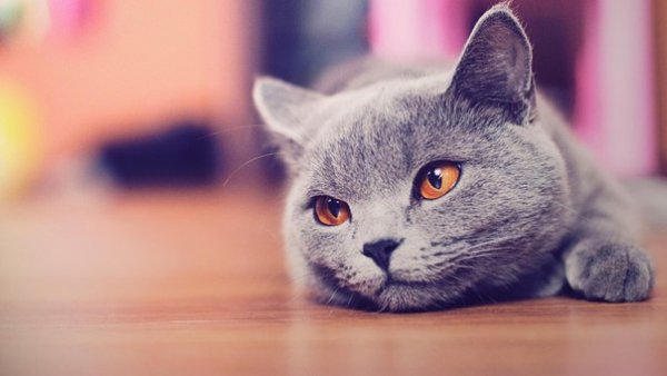 Кошка2