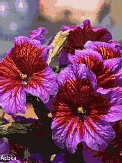 file_58370966