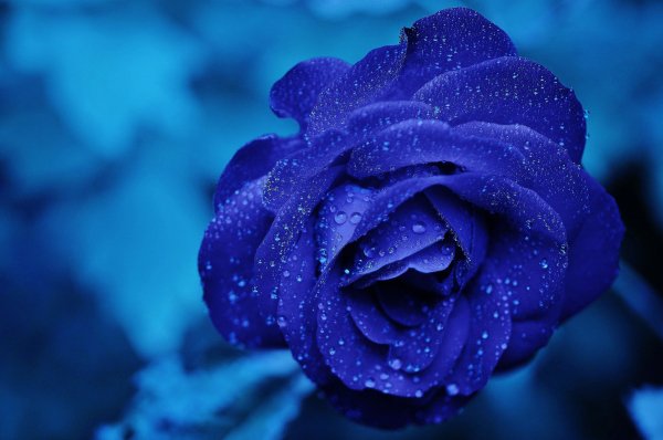 Rose-165819