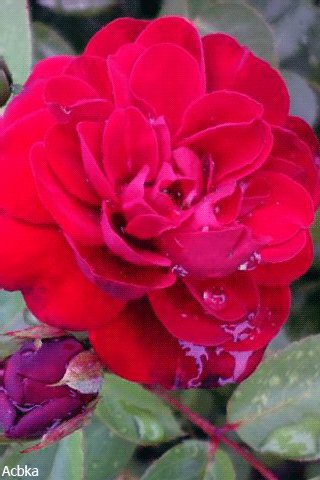 file_75518420