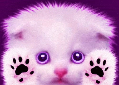 GIF- Котёнок пуфффыстик