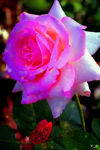 file_68766687