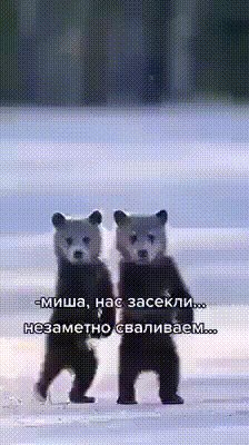 Миша, нас засекли!