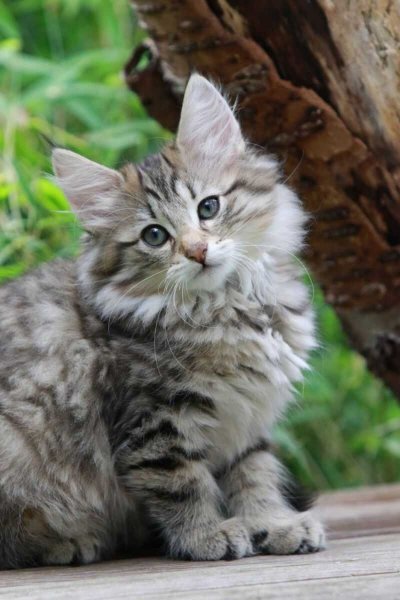 Норвежский котёнок