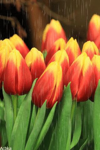 file_81180873