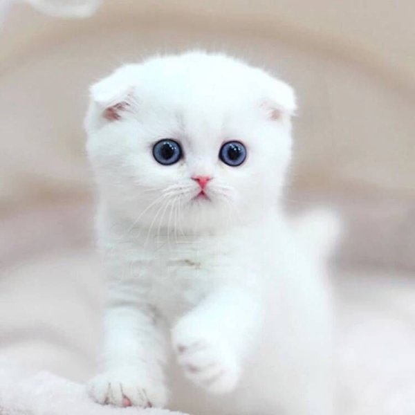 вислоухая котенок