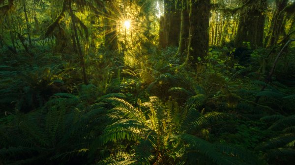 QuinaultFerns ROW9752257605 UHD