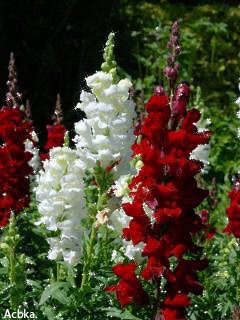 file_58267035