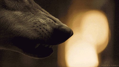 GIF VOLK