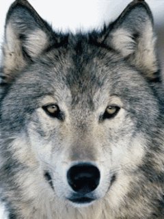 file_46728704