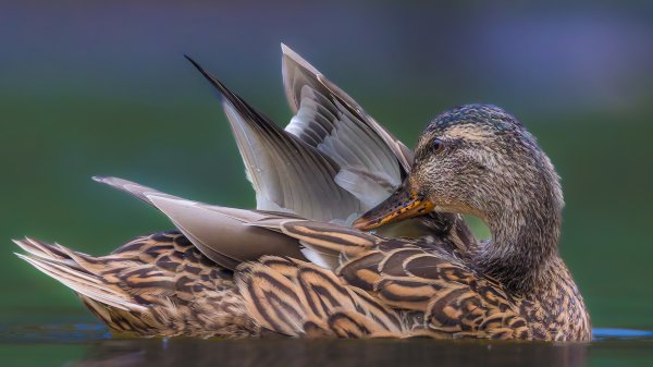 DuckPond ROW8945252603 UHD