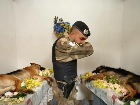 Боевые собаки