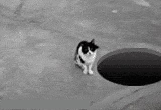 кот