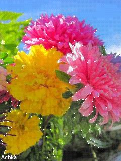 file_59073229