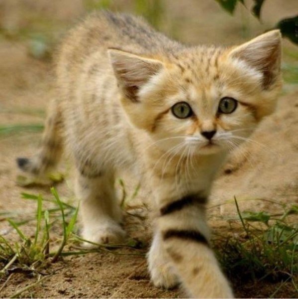 Песчаная кошка
