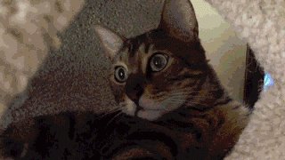 Ты думал я с тобой в игрушки играю