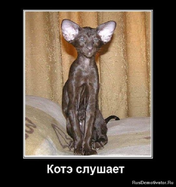 Котэ слушает