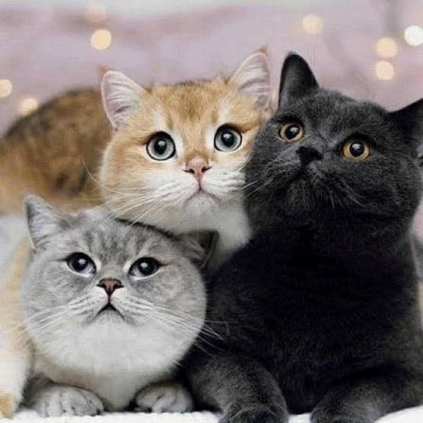 КОТЫ...