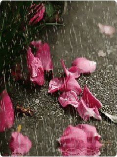 rain