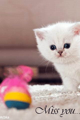 file_77236731