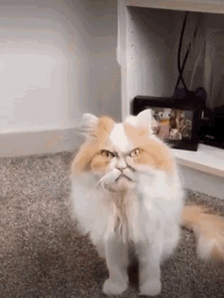 Злющемордый котяра