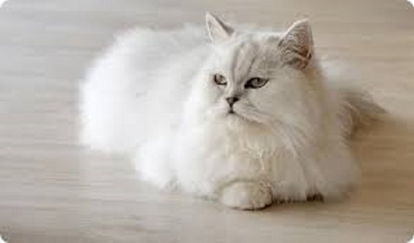 Белый кот