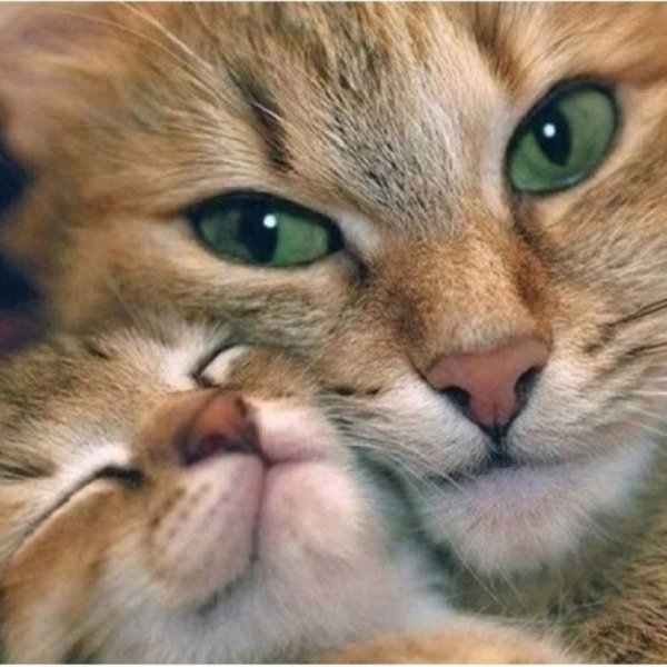 Кошка с котёнком