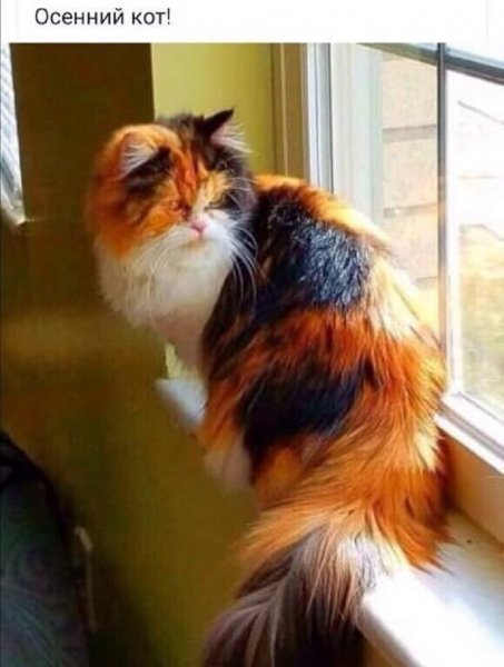 Кот на подоконнике