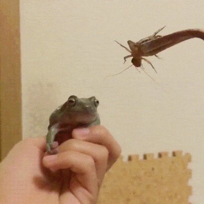 лягушка