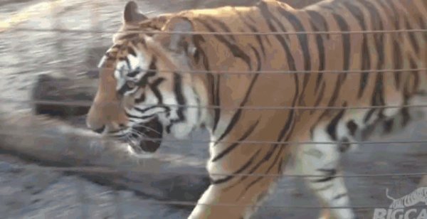 Tigers