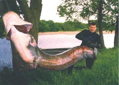 рибка big
