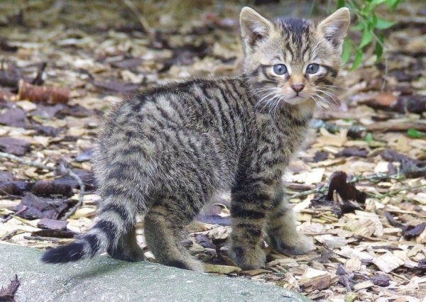 Котёнок в лесу. (2)