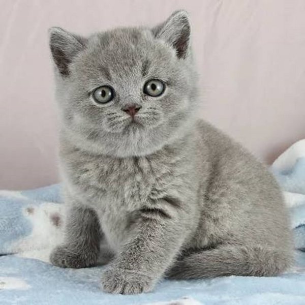 Котёнок