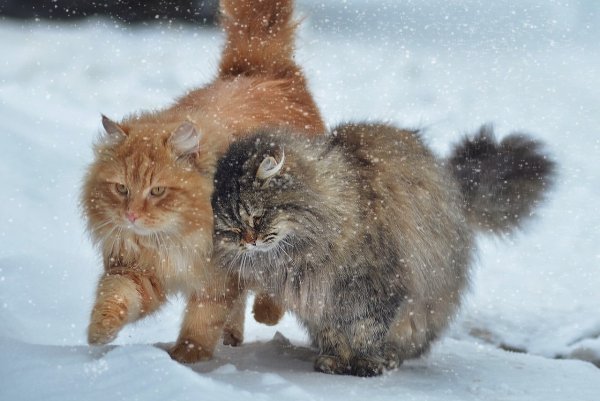 Зимние коты (5)