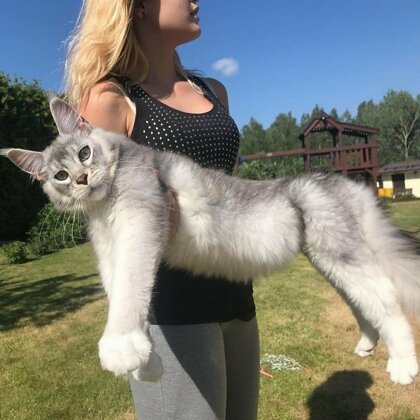 Вот это котяра!