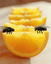 Мухи на качельке