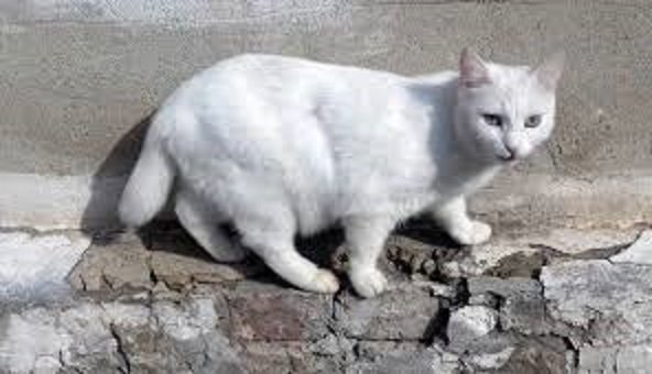 Белый кот. (3)